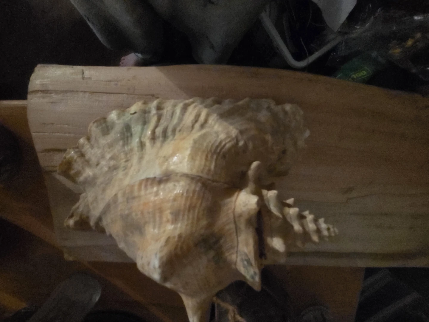 Seashell