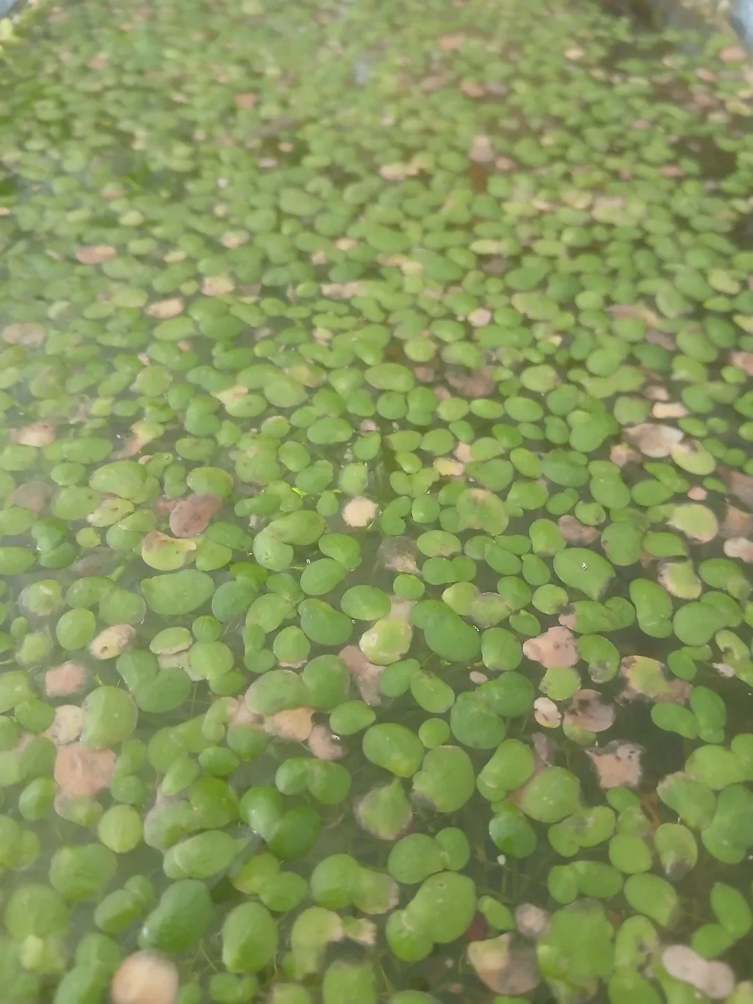 Beginner Aquarium Plants