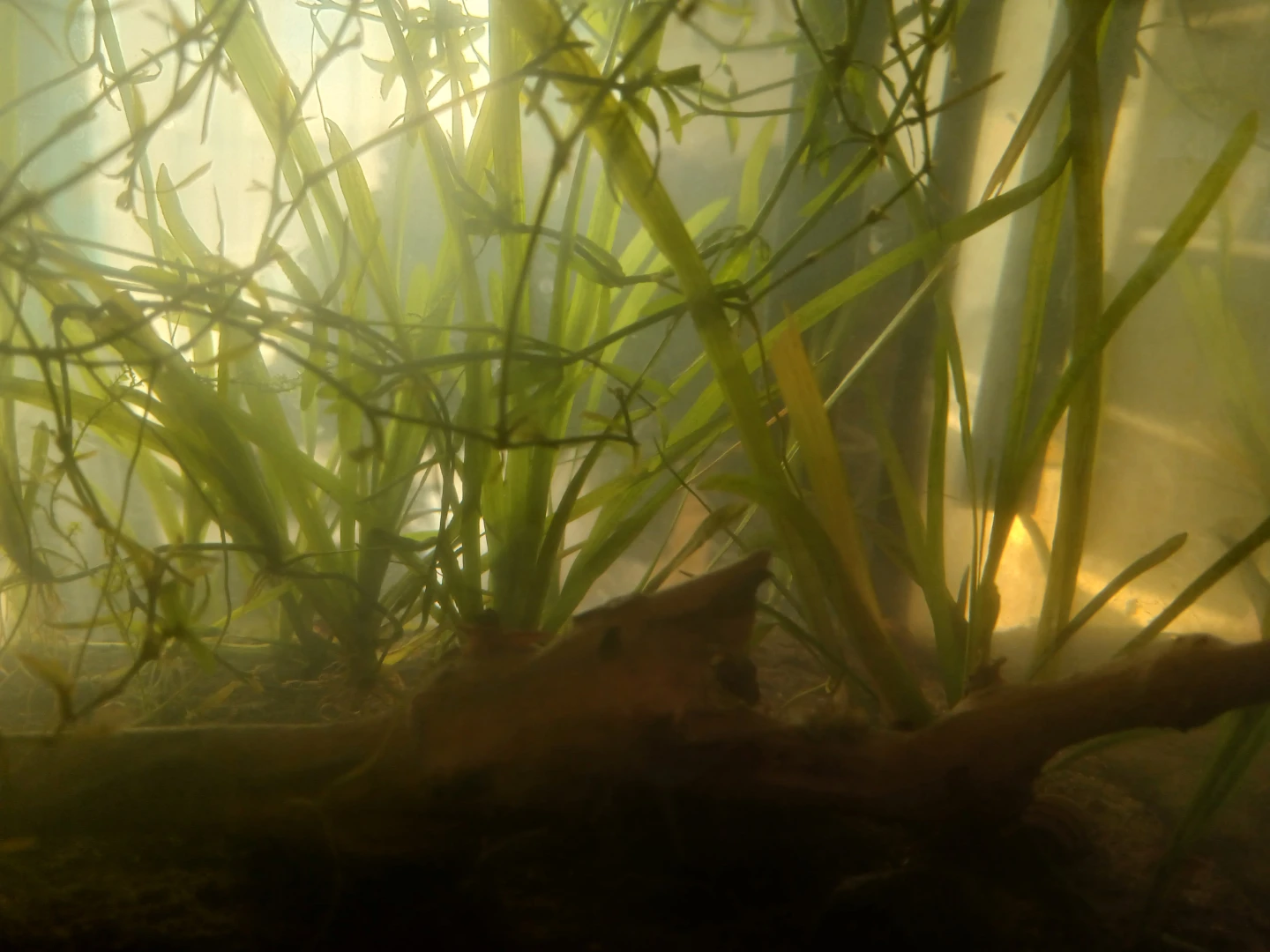Beginner Aquarium Plants - photo 2