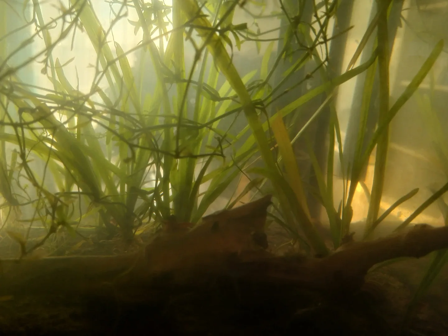 Beginner Aquarium Plants image indicator(2)