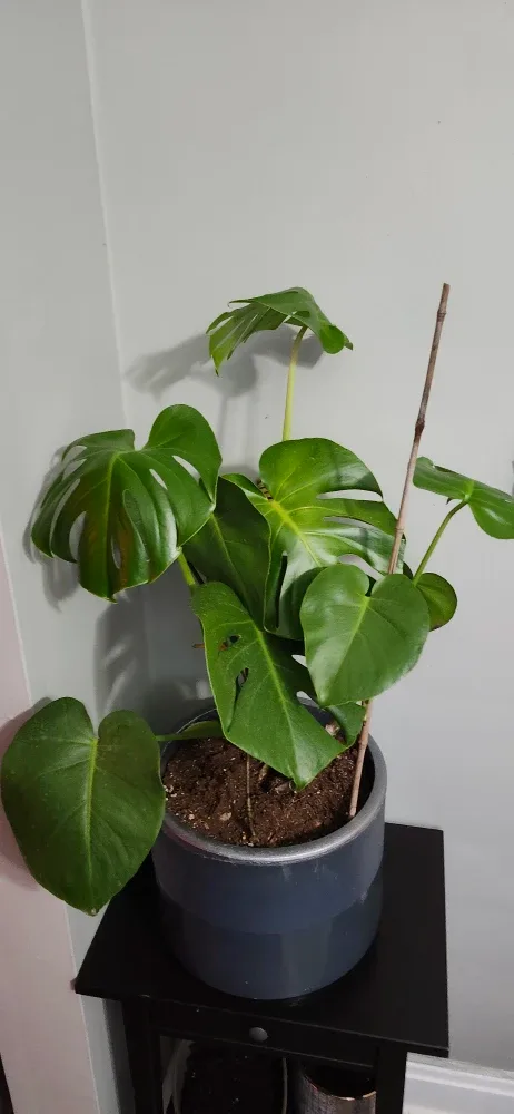 Monstera Plant in  Grey stone Pot. Price not negotiable image indicator(3)
