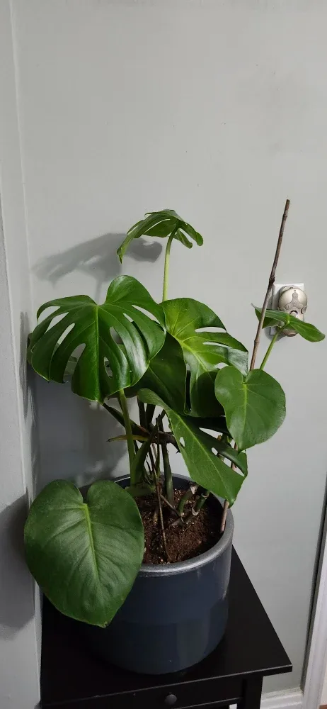 Monstera Plant in  Grey stone Pot. Price not negotiable image indicator(4)