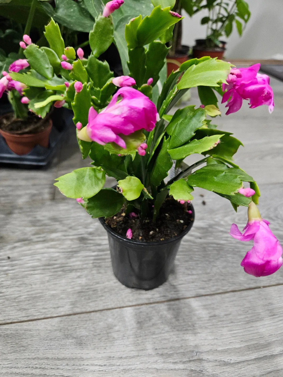 Pink Christmas Cactus Plant