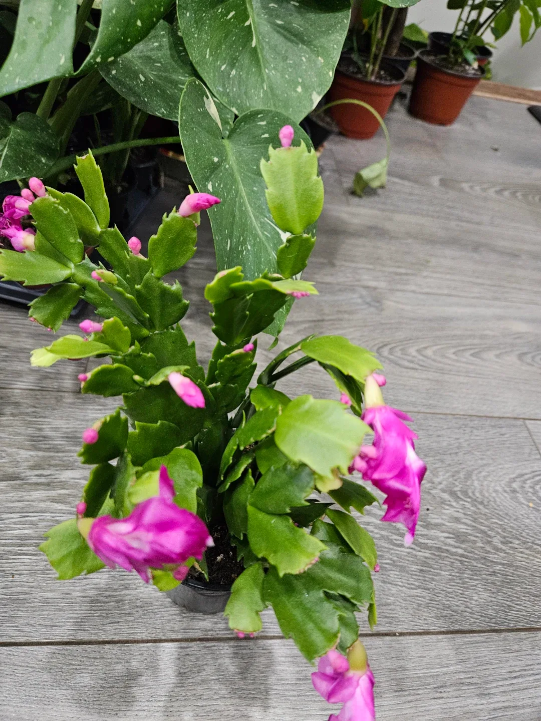 Pink Christmas Cactus Plant image indicator(2)
