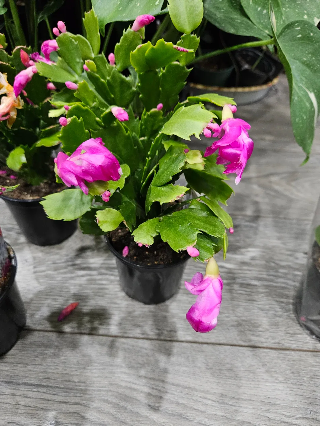 Pink Christmas Cactus Plant image indicator(3)