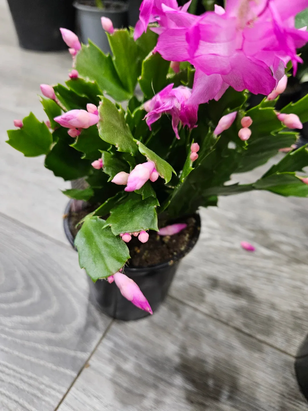 Pink Christmas Cactus Plant image indicator(4)
