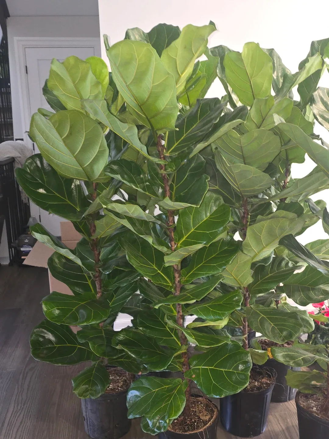 Fiddle Leaf Fig Tree 10"pot.