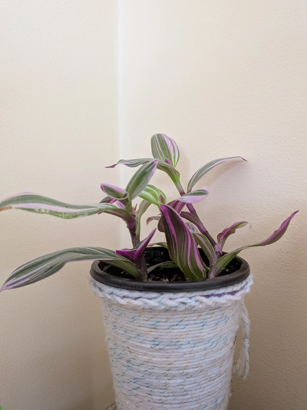 Tradescantia Nanouk - photo 2
