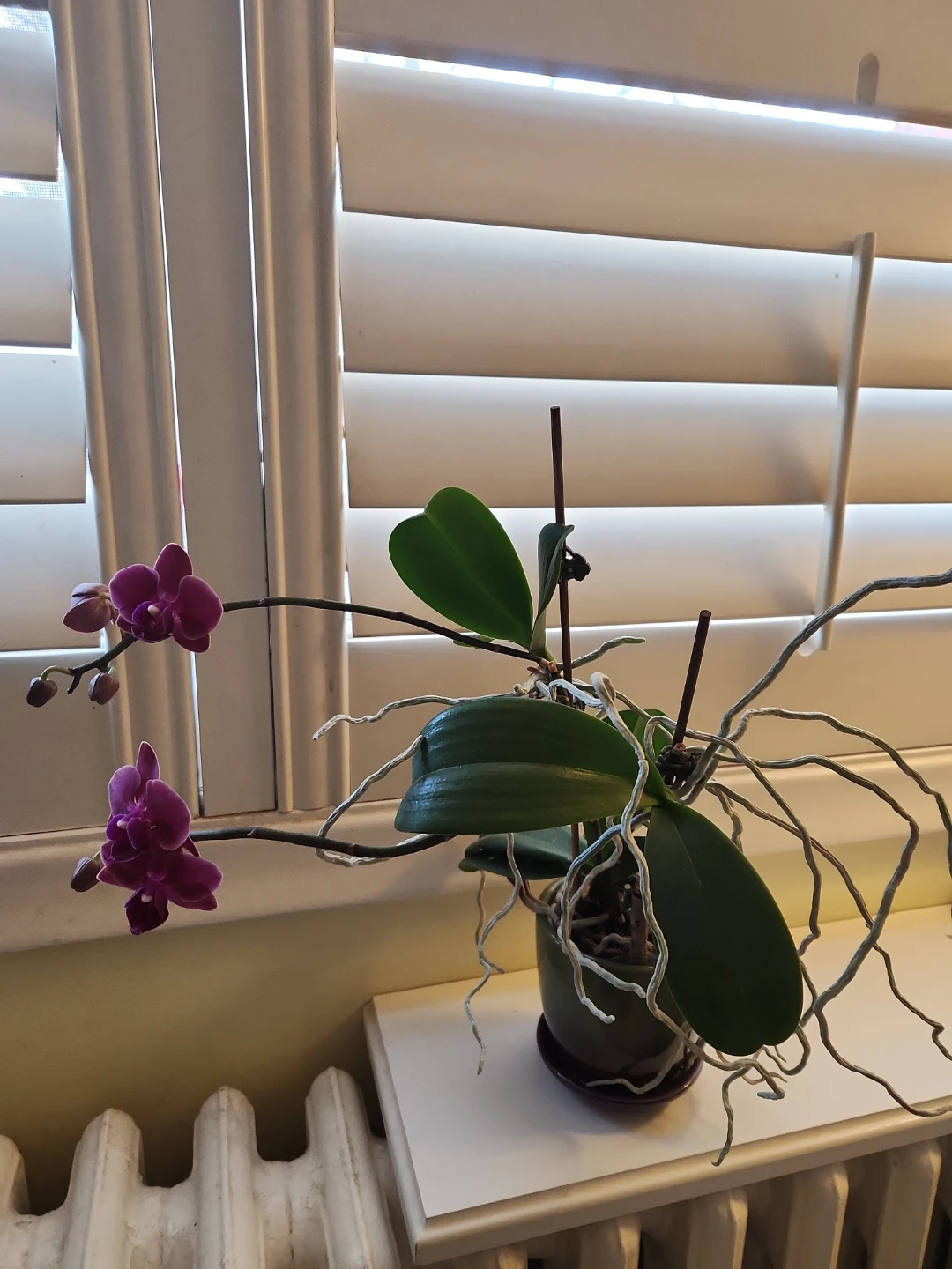 Potted Orchid