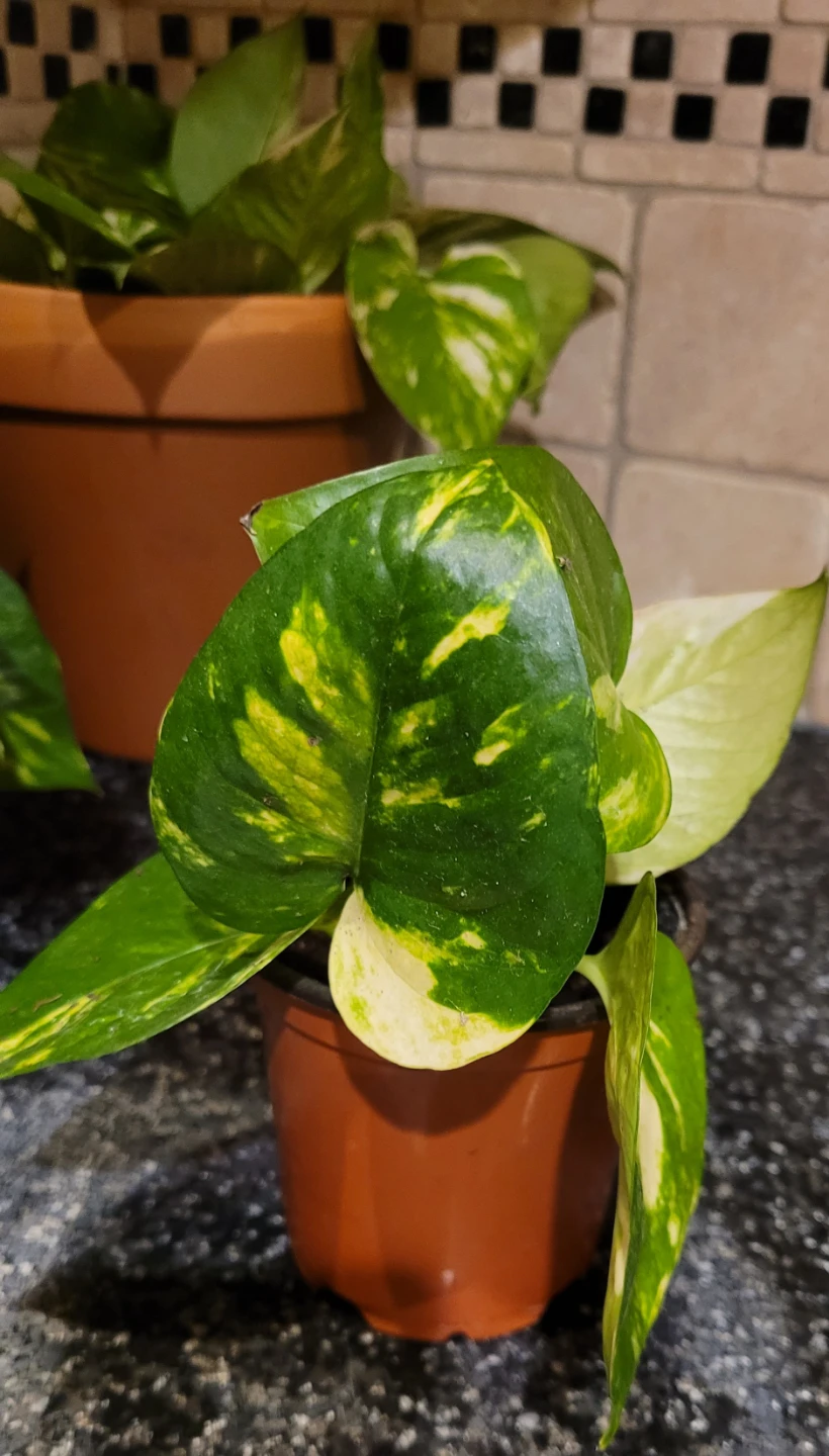 Potted Golden Pothos Plant