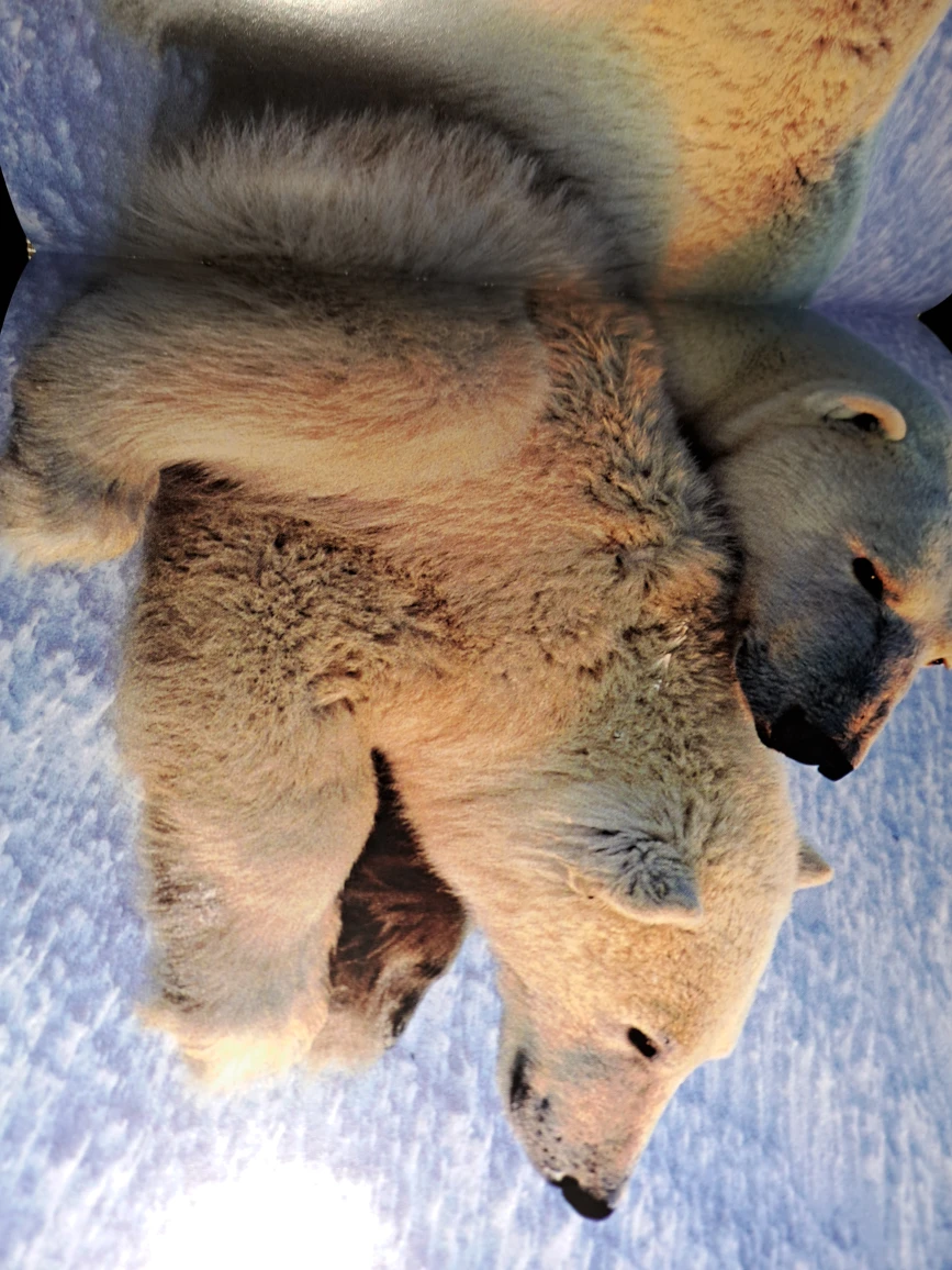 National Geographic,Bear,  Spirit of the Wild - photo 3