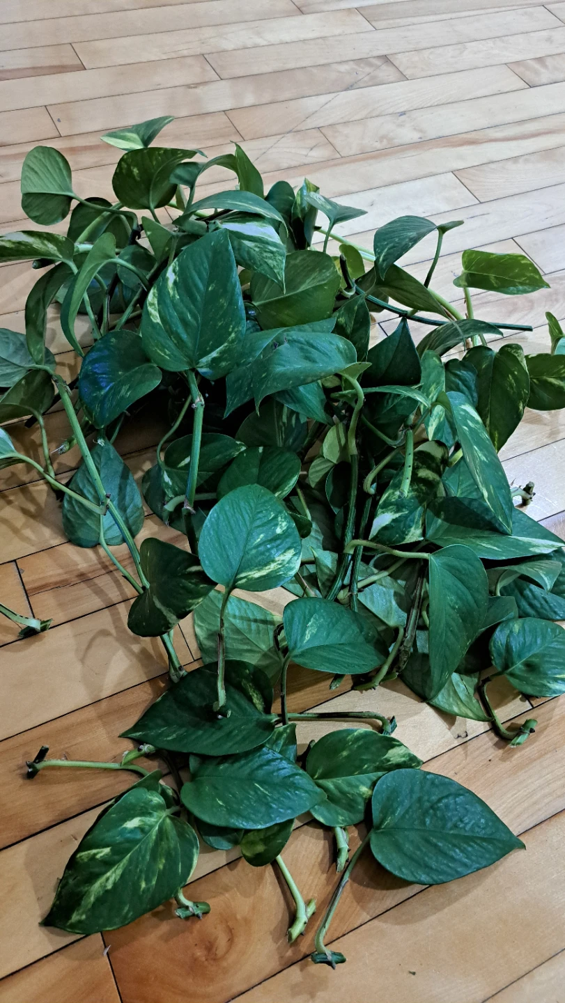 Pothos cutting with roots - photo 2