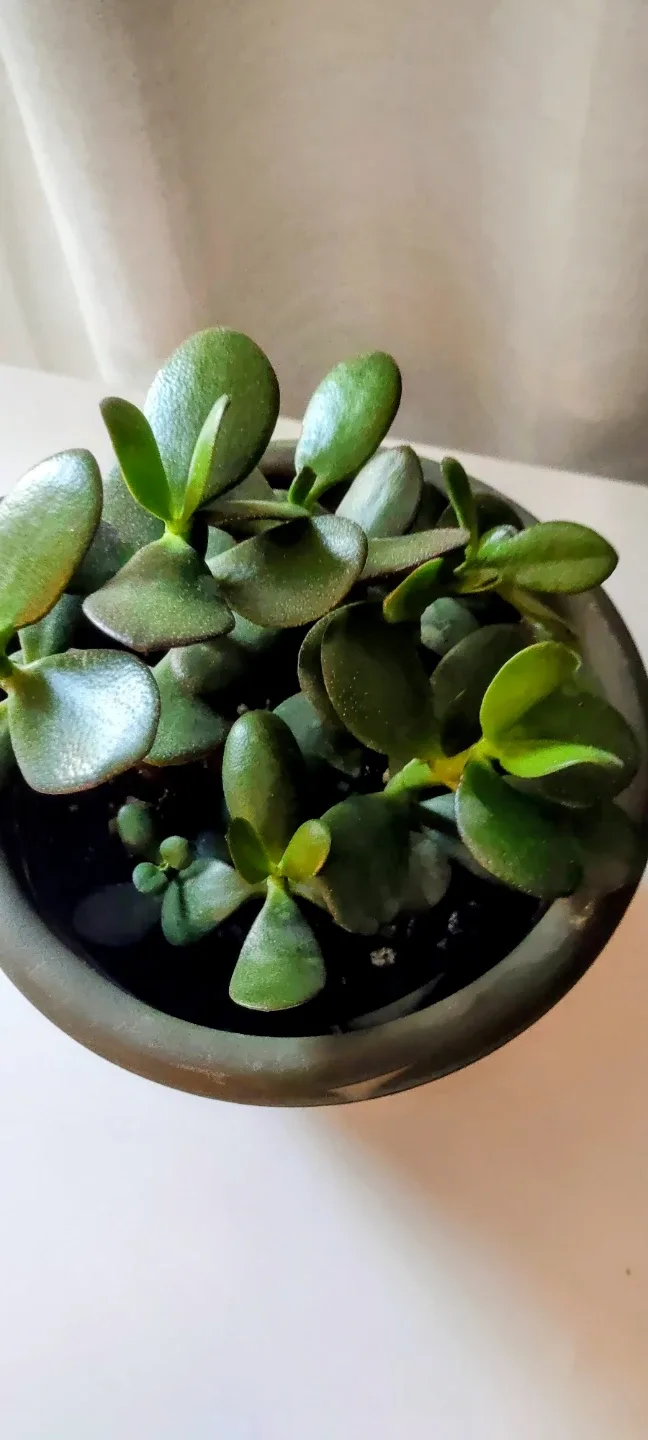 Potted Jade Plant with pot #Cleanout image indicator(2)