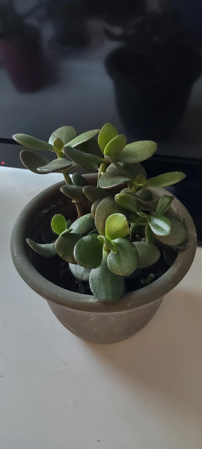 Potted Jade Plant with pot #Cleanout - photo 3