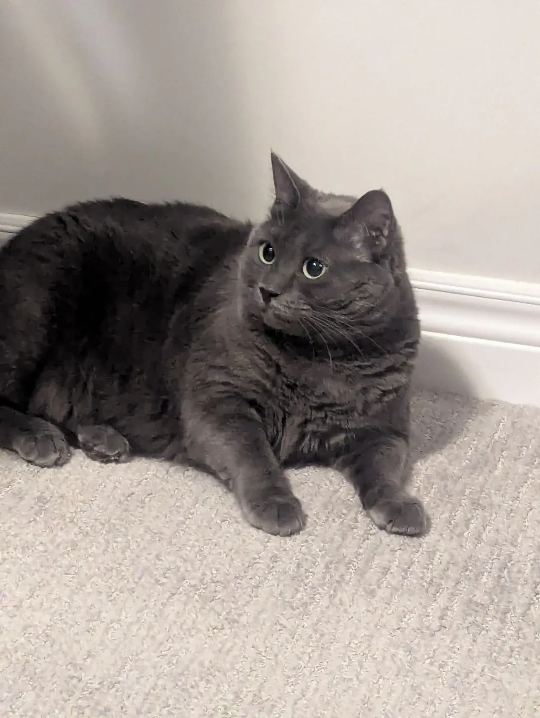 Domestic short hair cat with Water Fountain, everything included