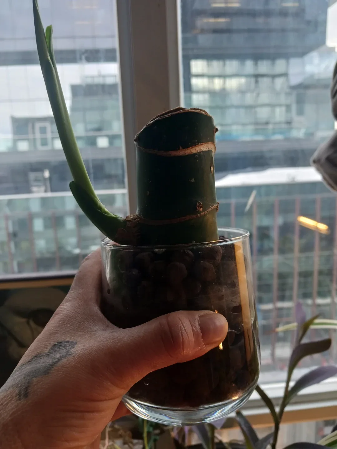 Dieffenbachia  cutting in in leca