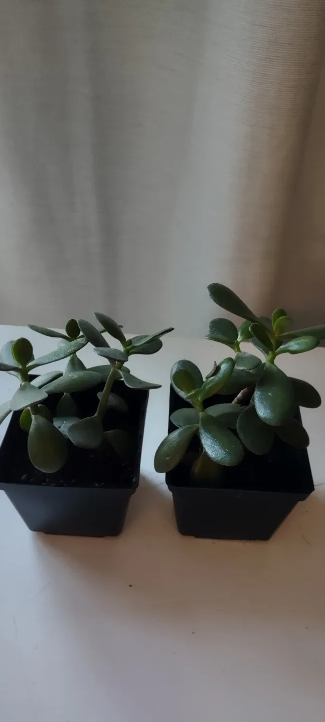 Two Jade Plants in Black Pots 8.5" -#Cleanout image indicator(3)