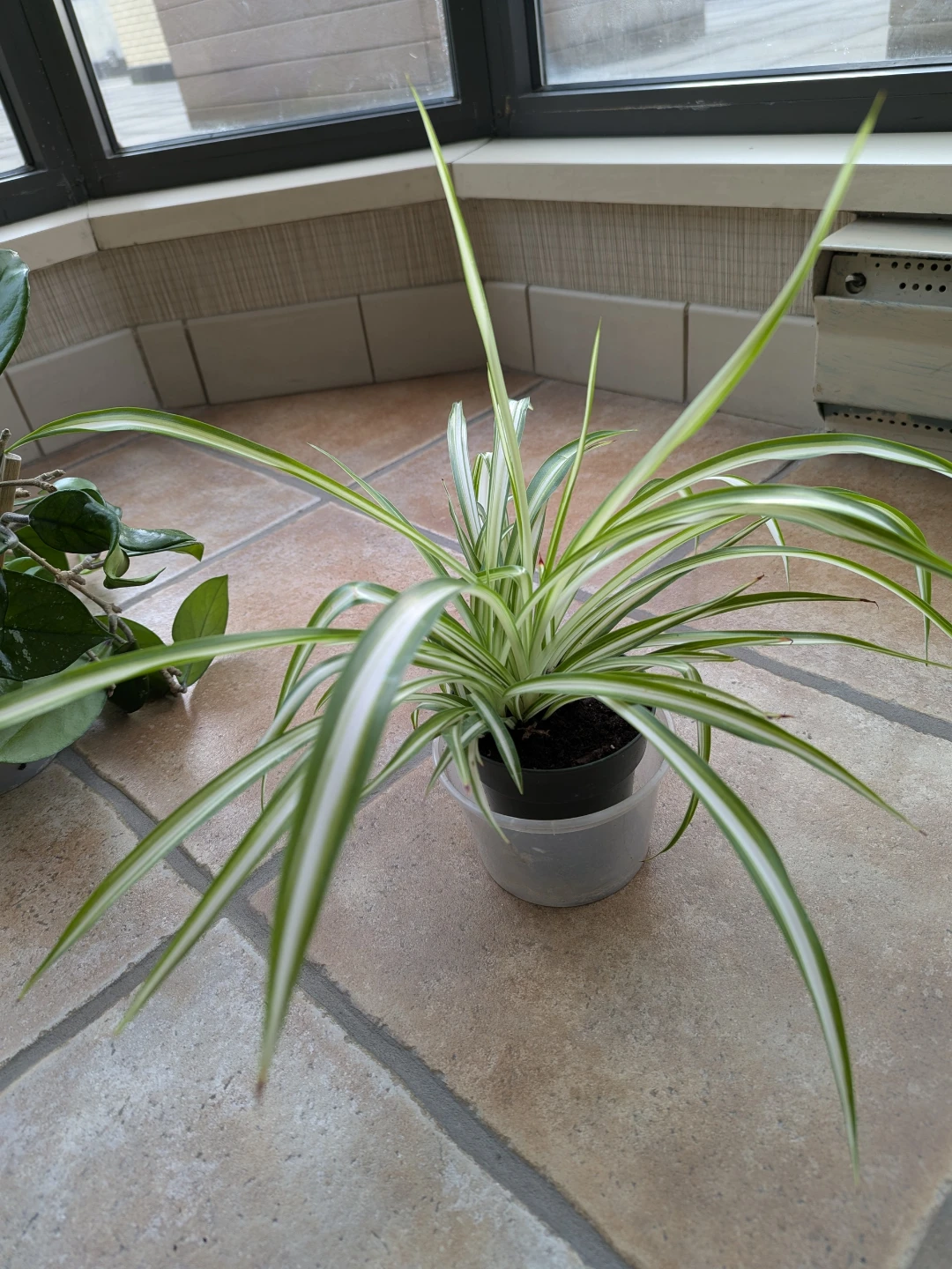 Indoor plants - Hoya Carnosa, Spider Plant and Indian Borage - photo 4