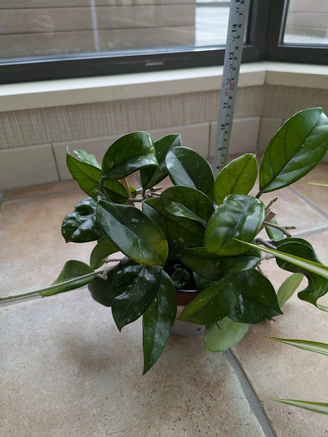 Indoor plants - Hoya Carnosa, Spider Plant and Indian Borage - photo 3