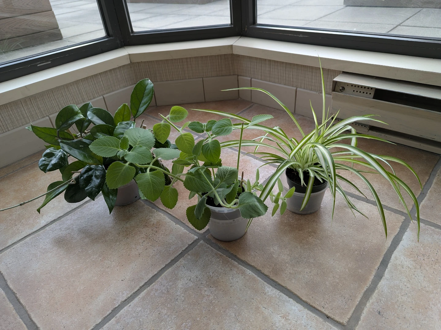 Indoor plants - Hoya Carnosa, Spider Plant and Indian Borage