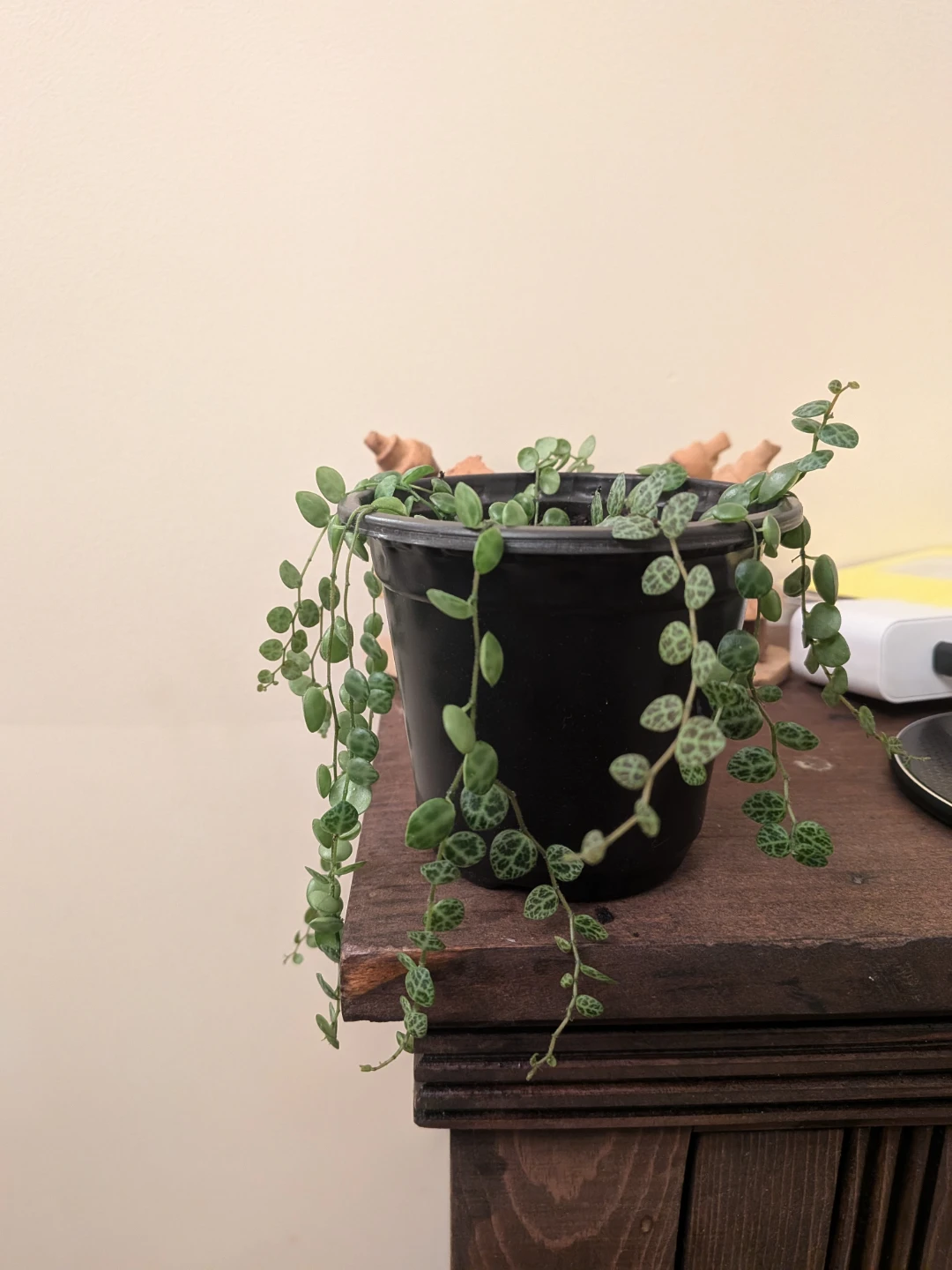 String of Turtles