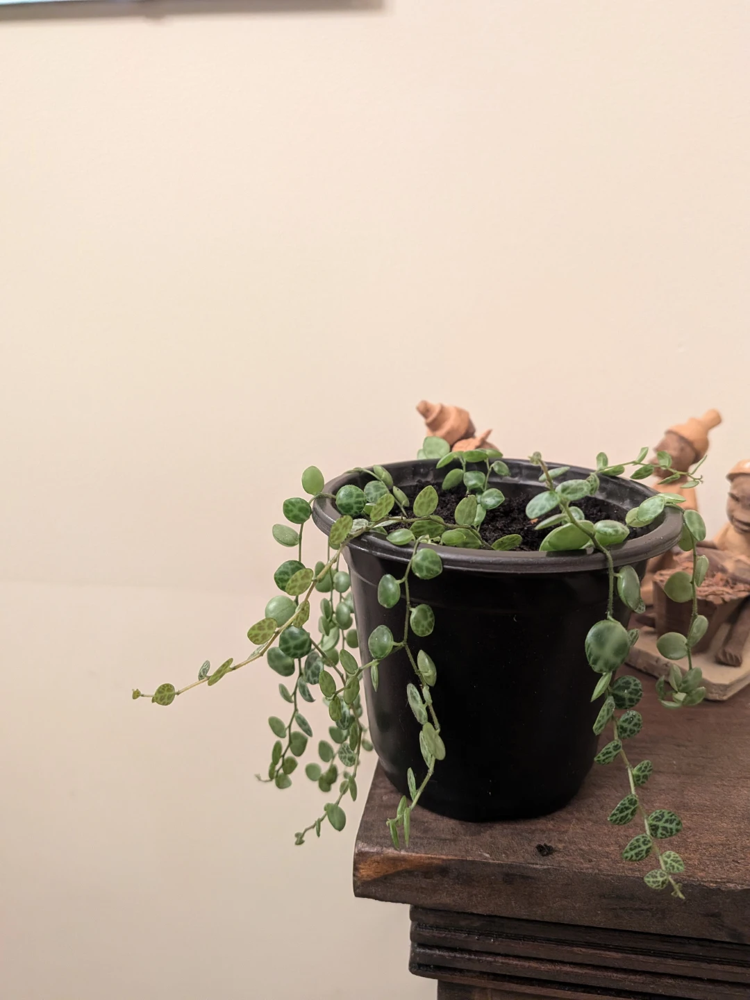 String of Turtles - photo 3
