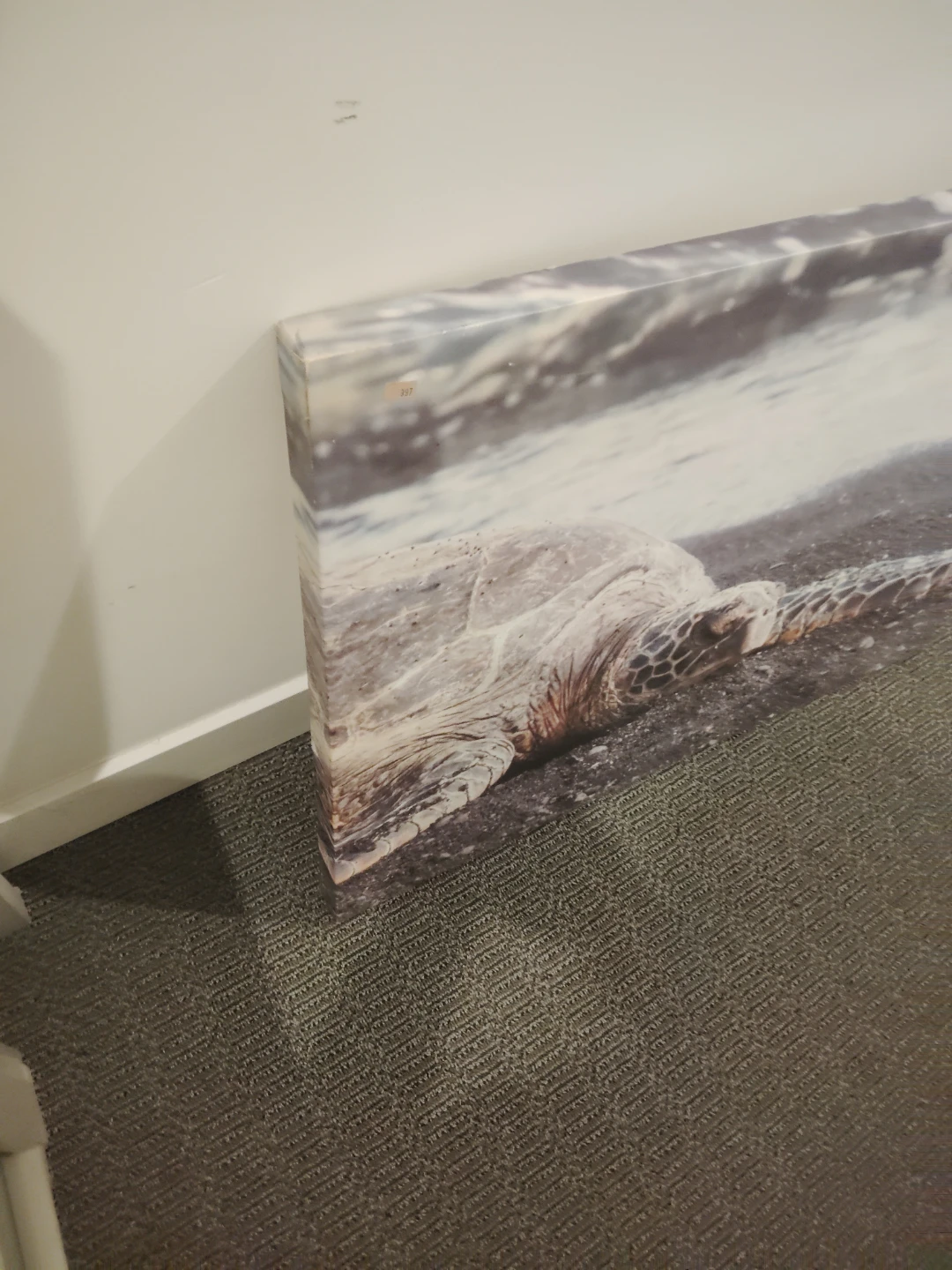 Turtle Canvas Wall Art