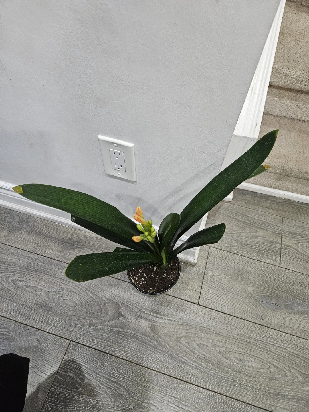 Clivia Plant - photo 3
