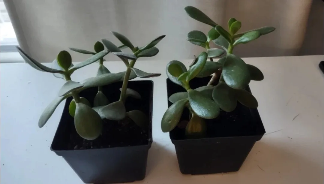 Two Jade Plants in Black Pots 8.5" -#Cleanout image indicator(4)