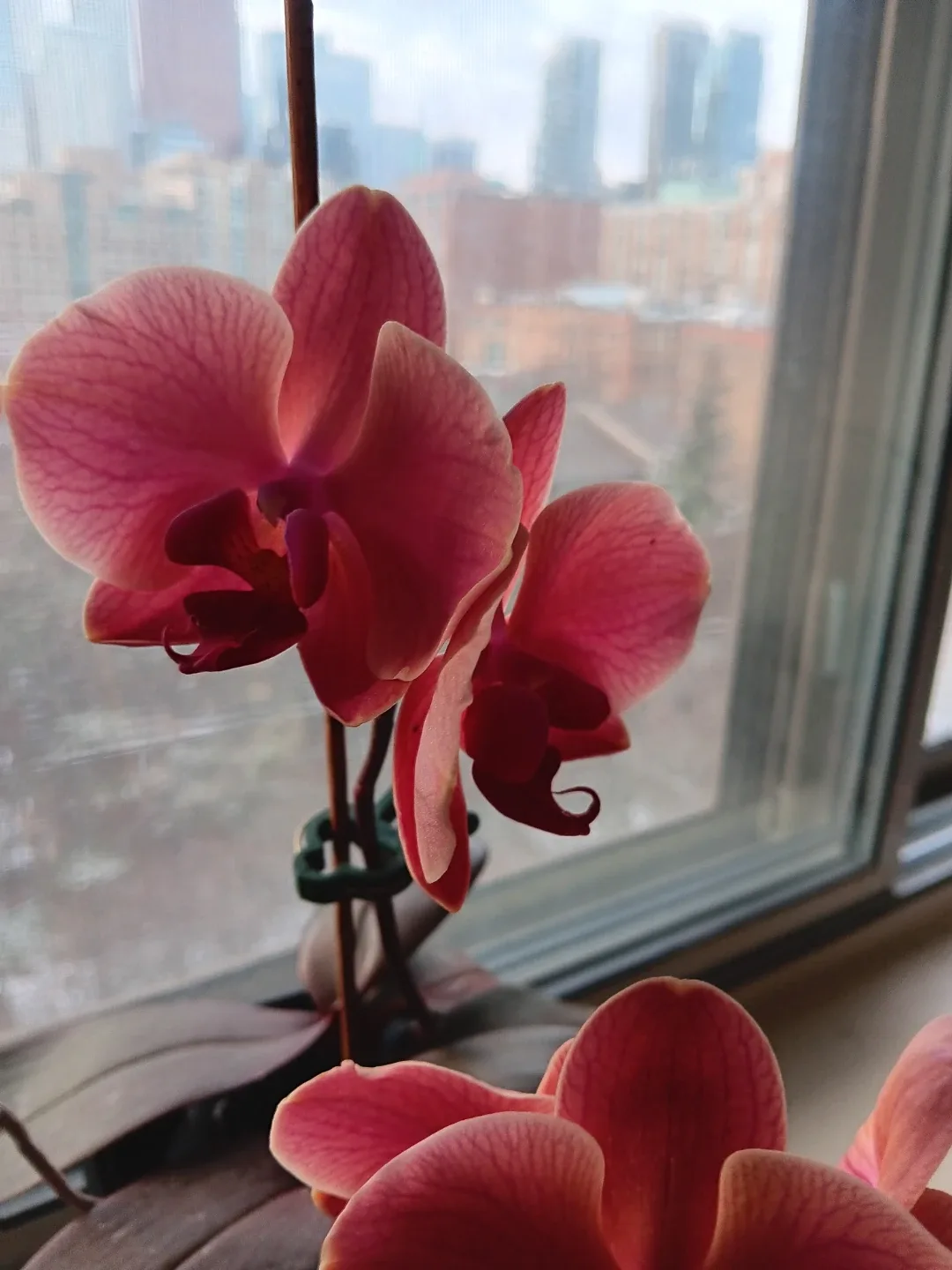 2 Beautiful Orange Pink Orchid image indicator(3)