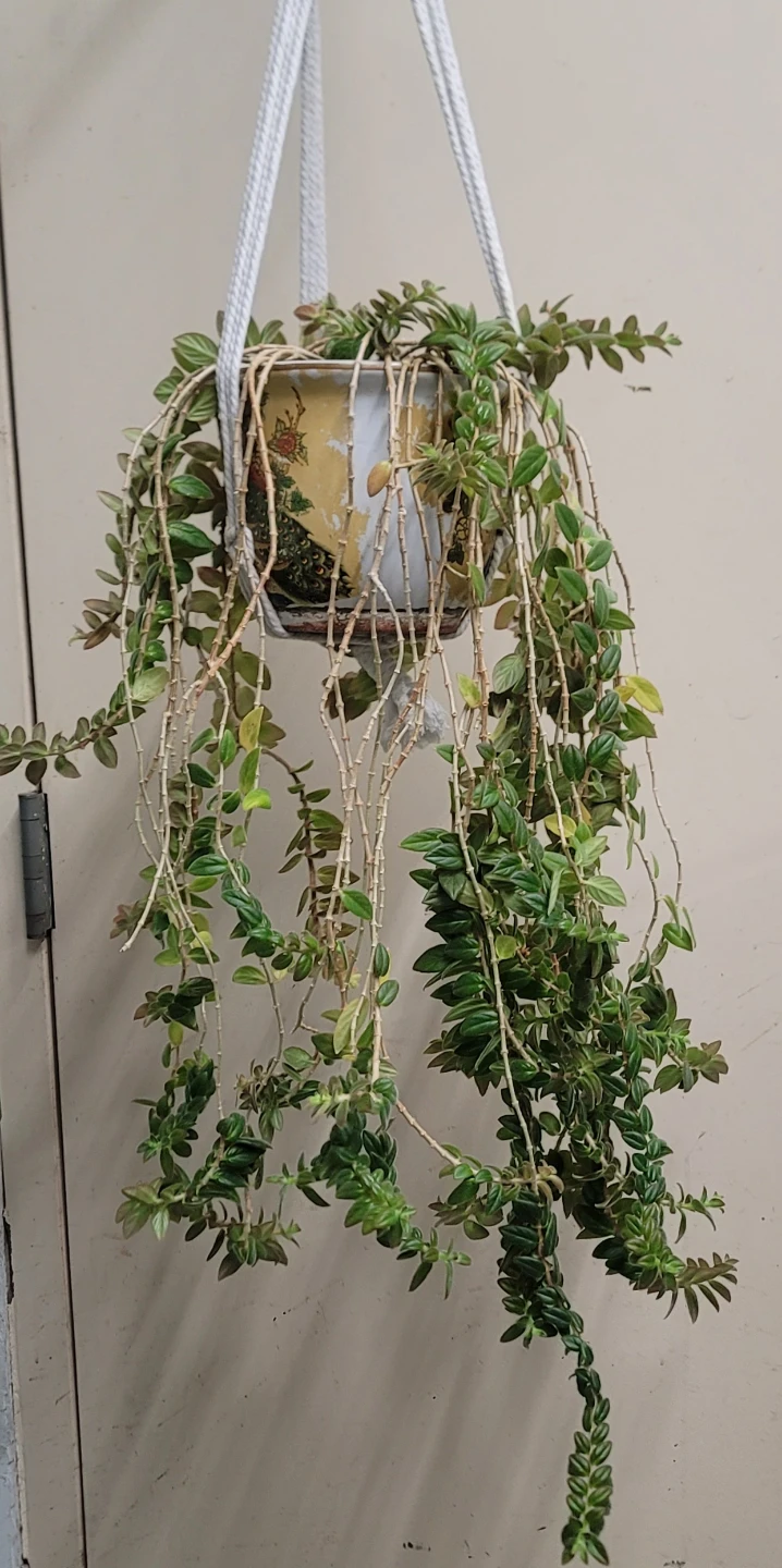 Trailing Plant