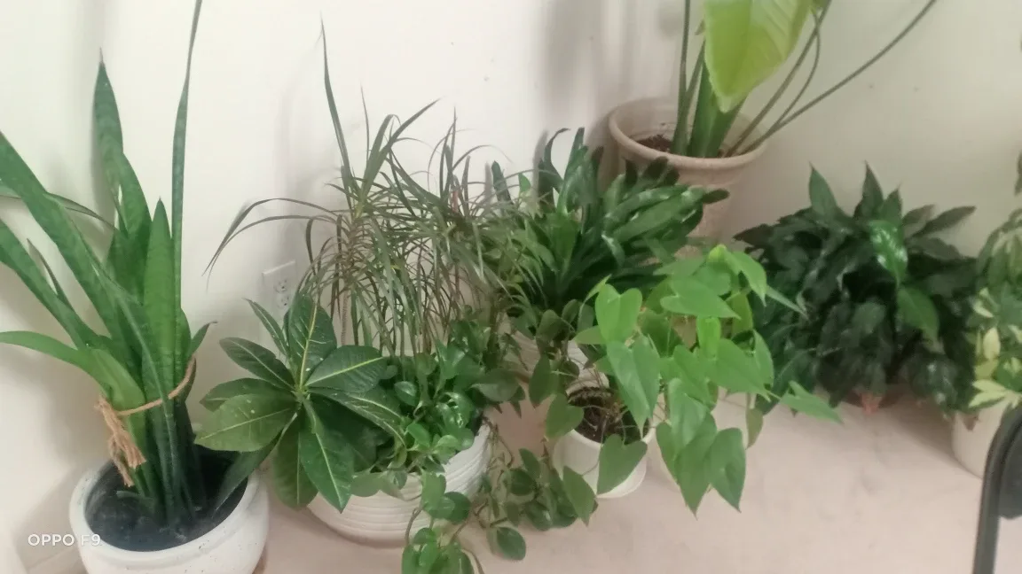 Indoor plants image indicator(3)