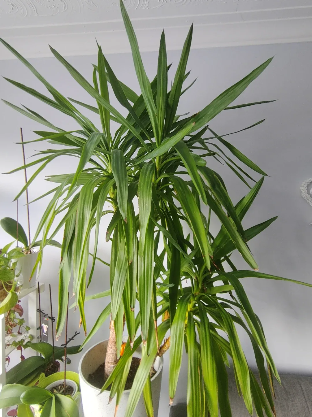 Yucca Plant -  61 Inches Tall