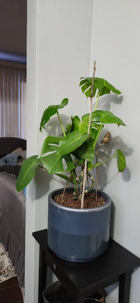 Monstera Plant in  Grey stone Pot. Price not negotiable image indicator(2)