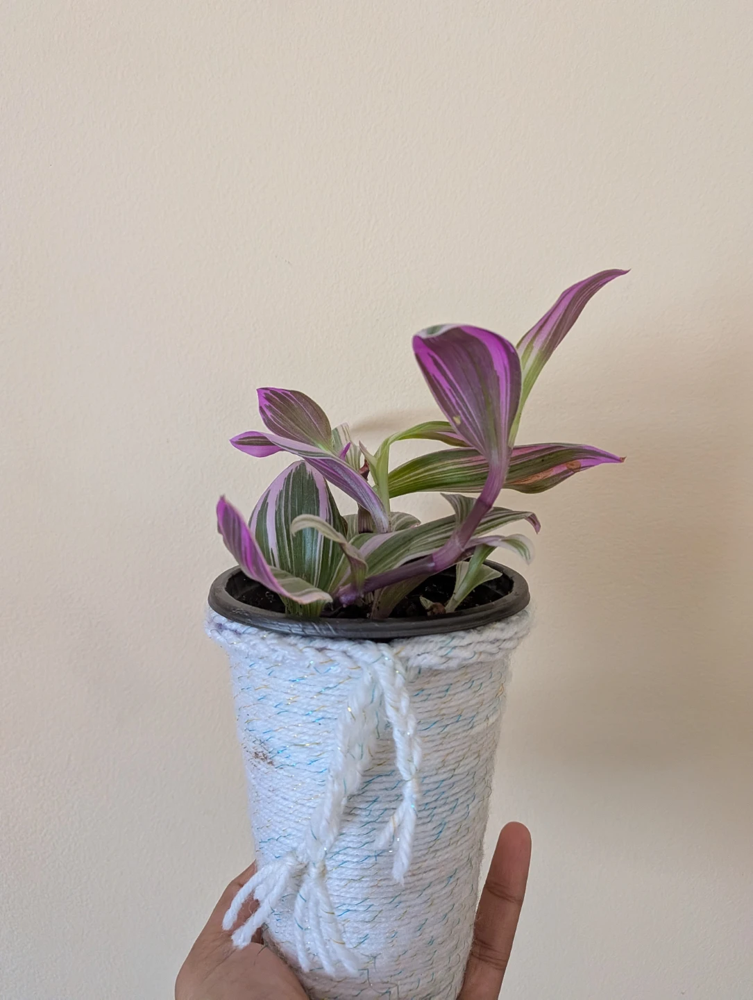 Tradescantia Nanouk - photo 3