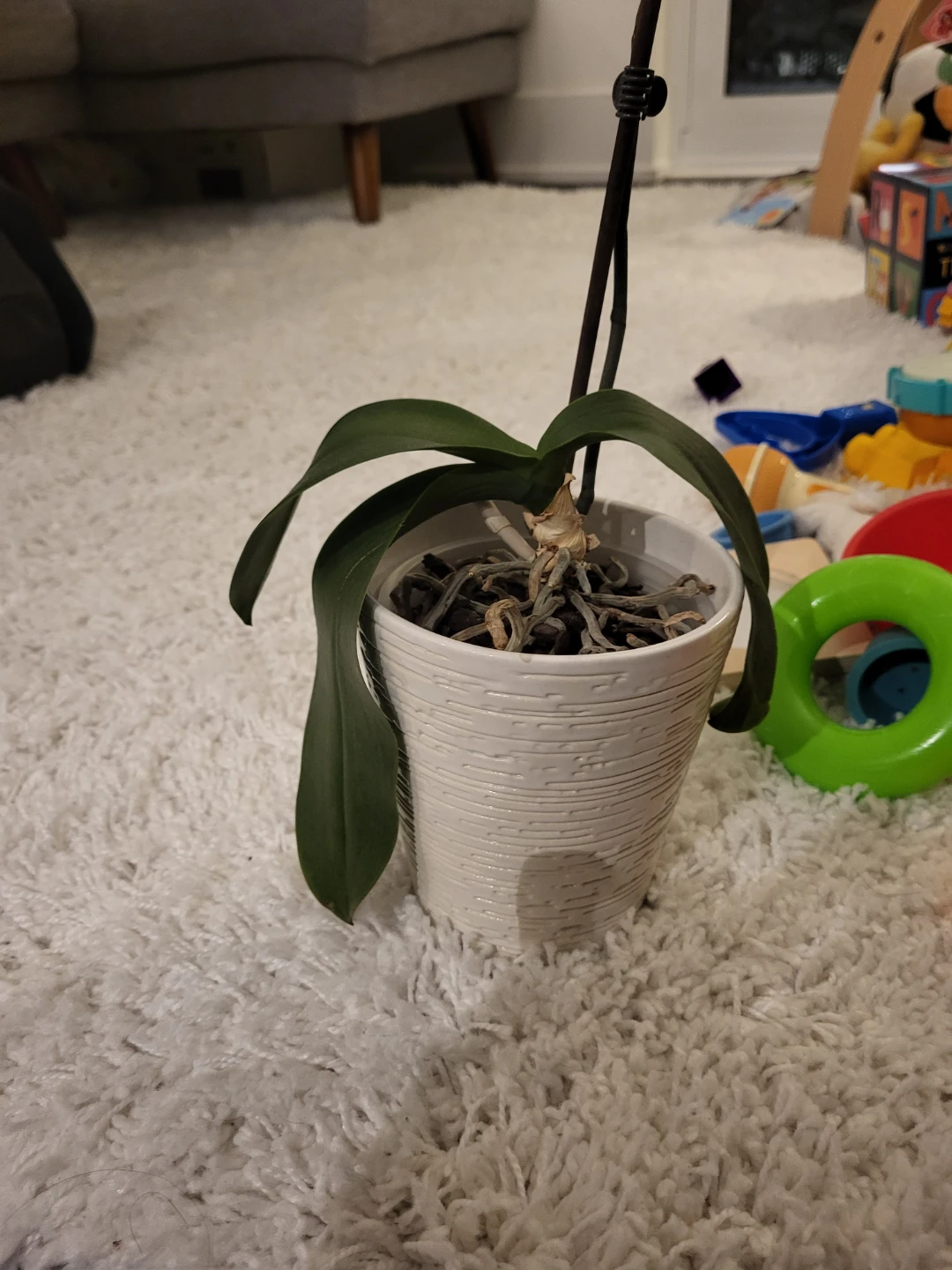 Free Orchid plant