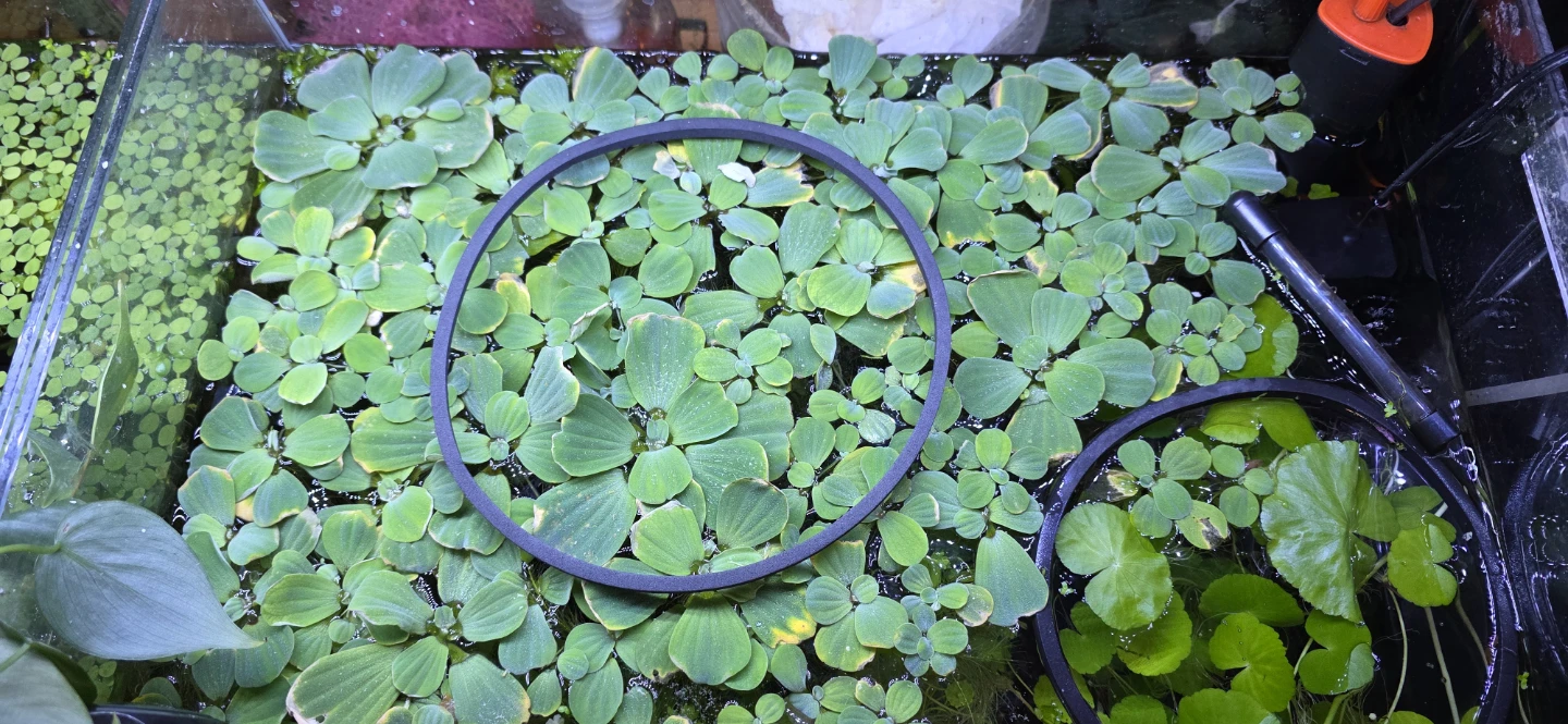 Aquatic Floater Plants - Dwarf Water Lettuce