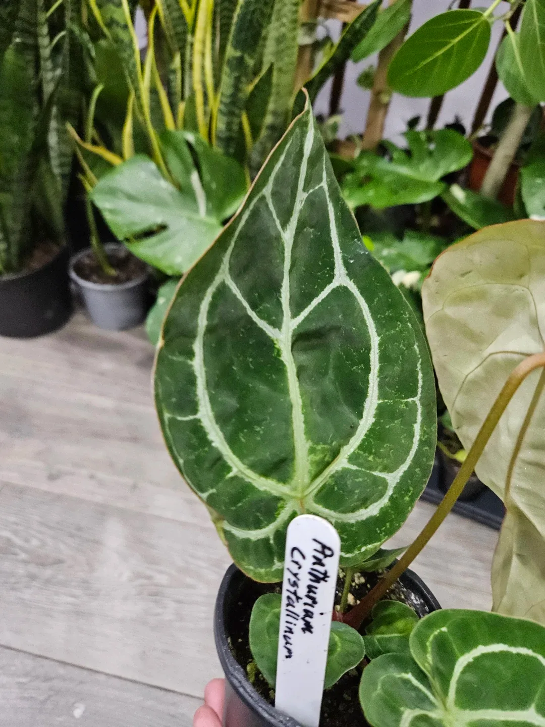 Anthurium Crystallinum Plant image indicator(7)