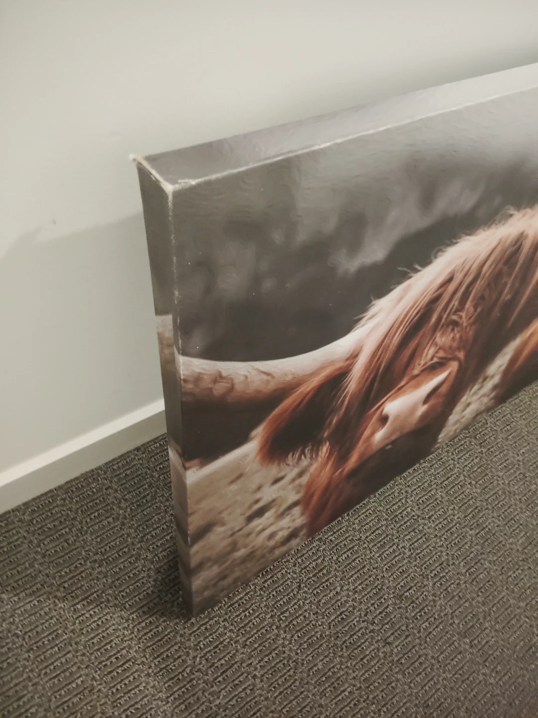 Highland Cow Canvas Print - photo 3