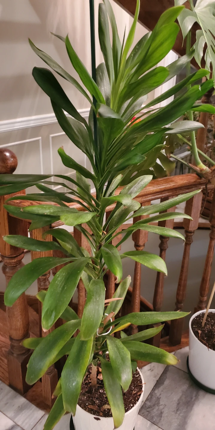 Dracaena Plant in White Pot
