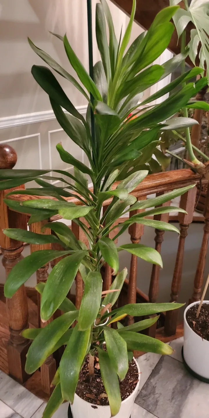 Dracaena Plant in White Pot