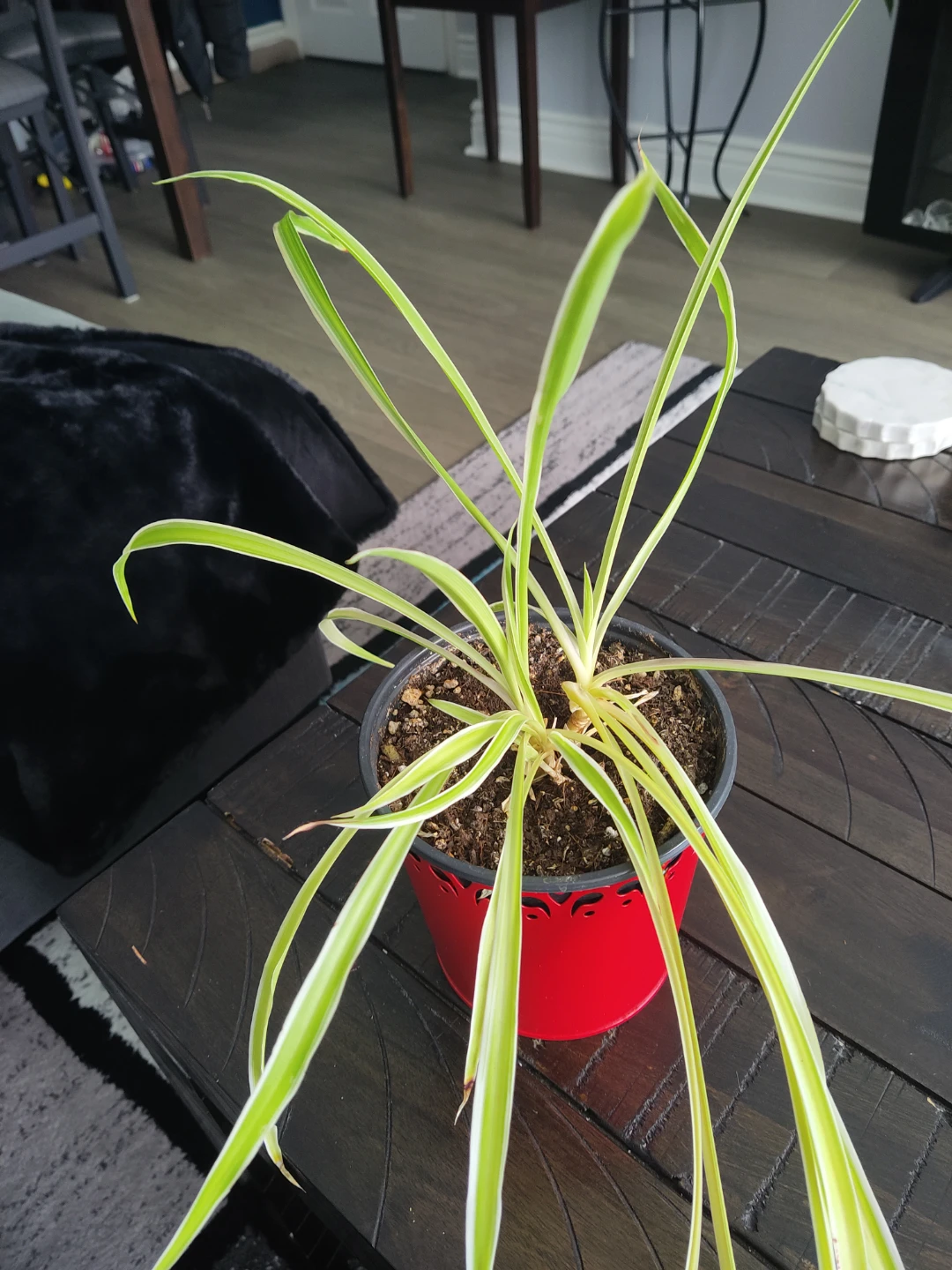 Spider Plant in Red Pot