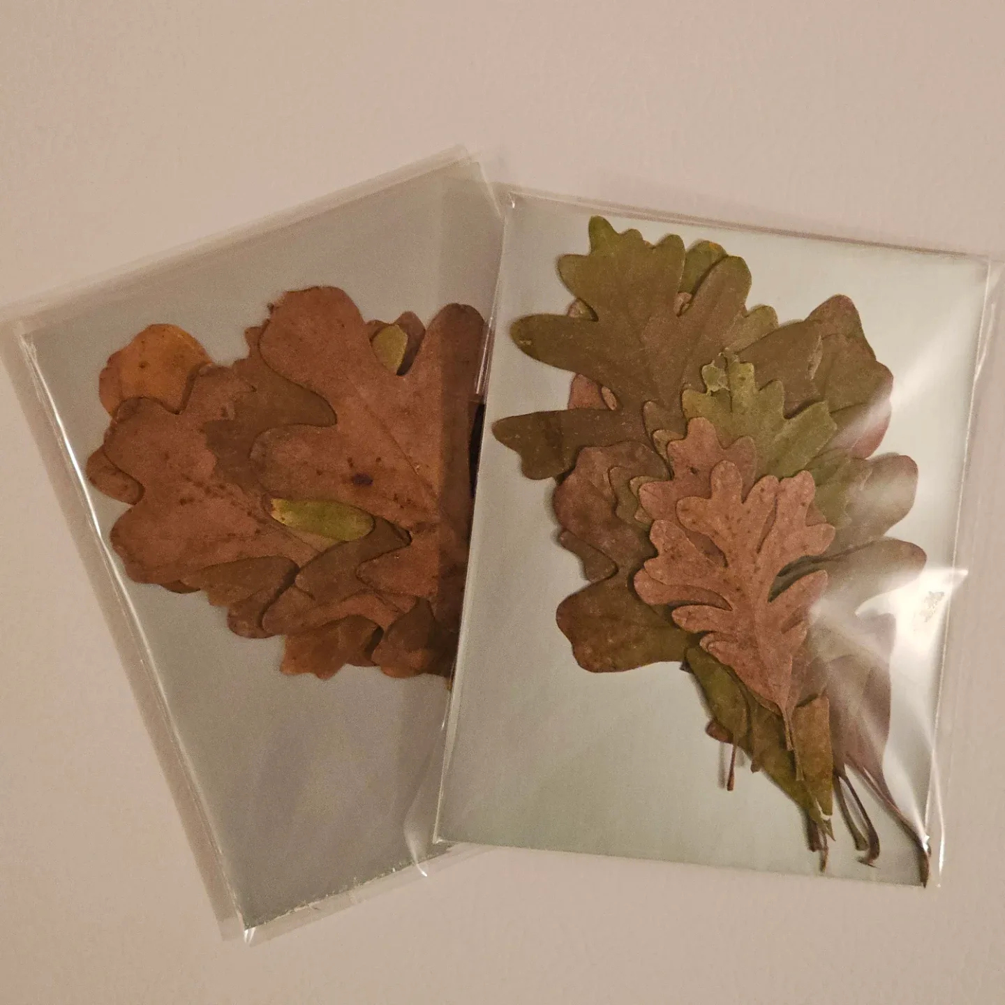 Pack of 10 Pressed Oak Leaves - Green & Brown Mix