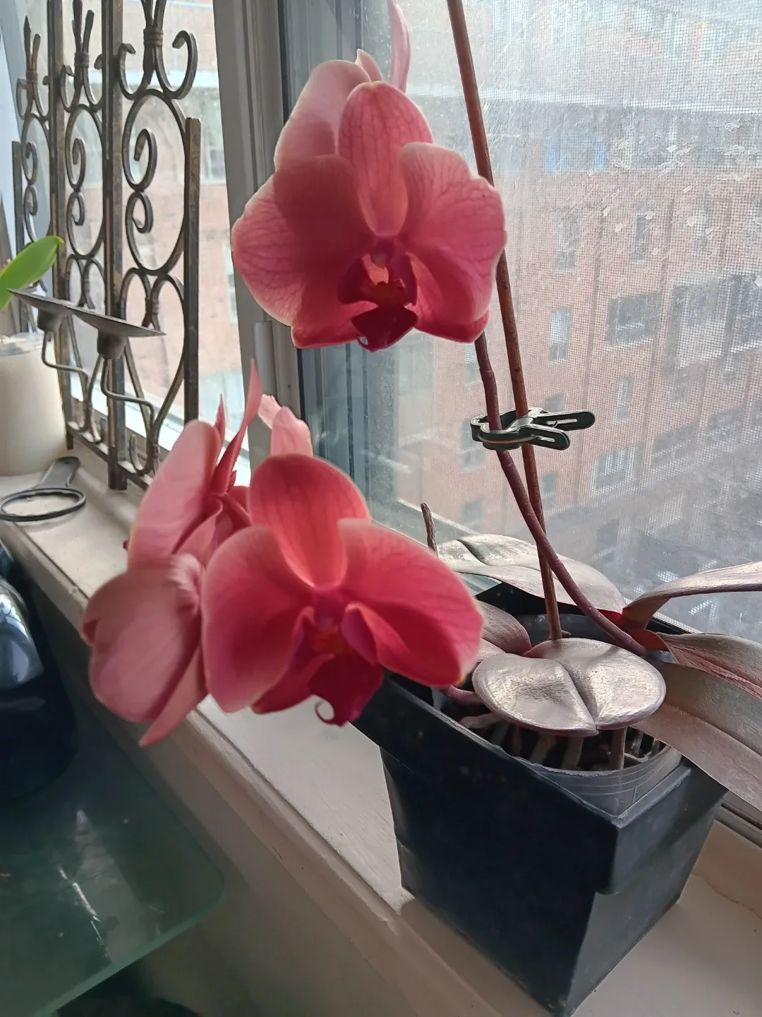 2 Beautiful Orange Pink Orchid image indicator(2)