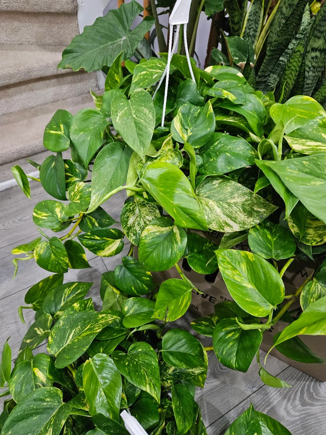 Golden Pothos Hanging Plant image indicator(8)