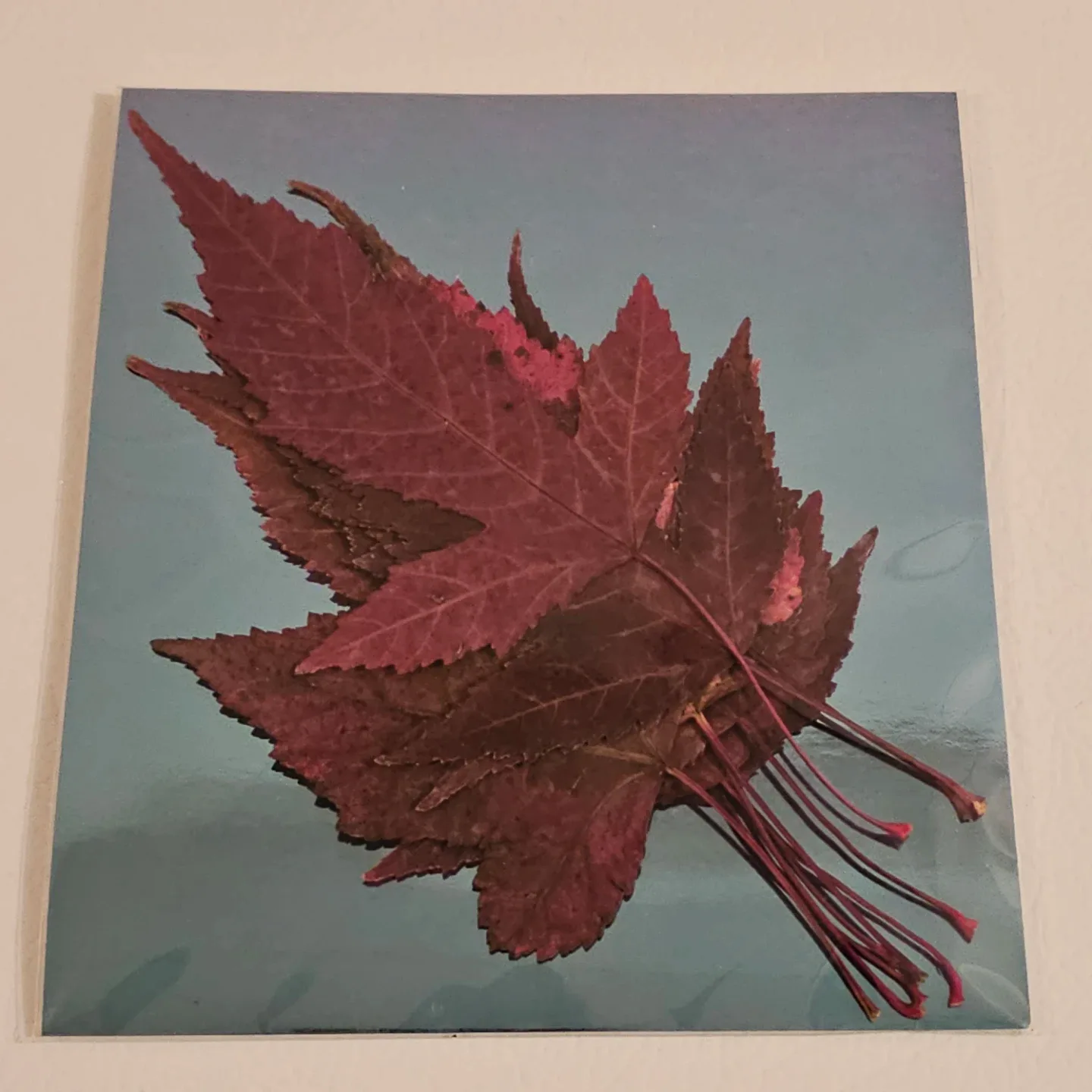 Real Pressed Red Maple Leaves