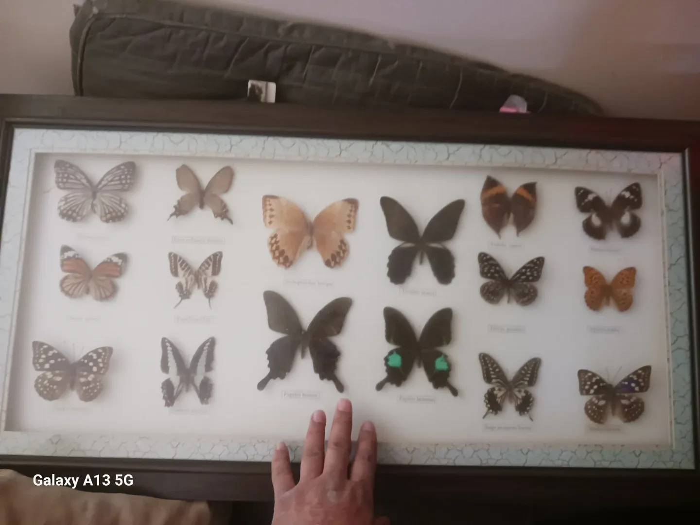 Framed Butterfly Display