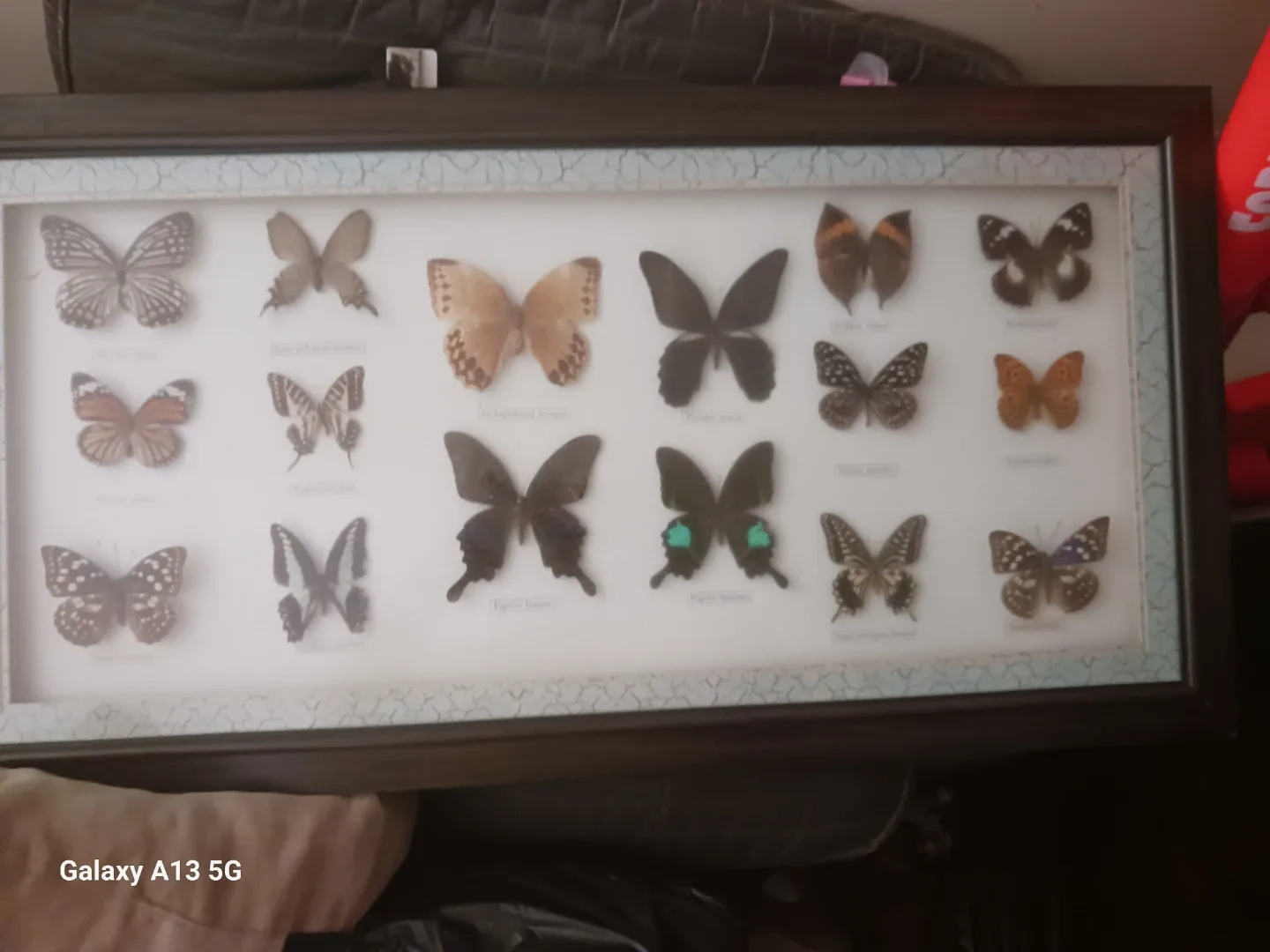 Framed Butterfly Display image indicator(2)
