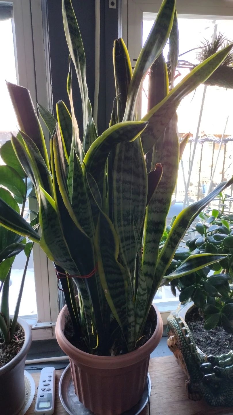 Snake Plant - photo 2