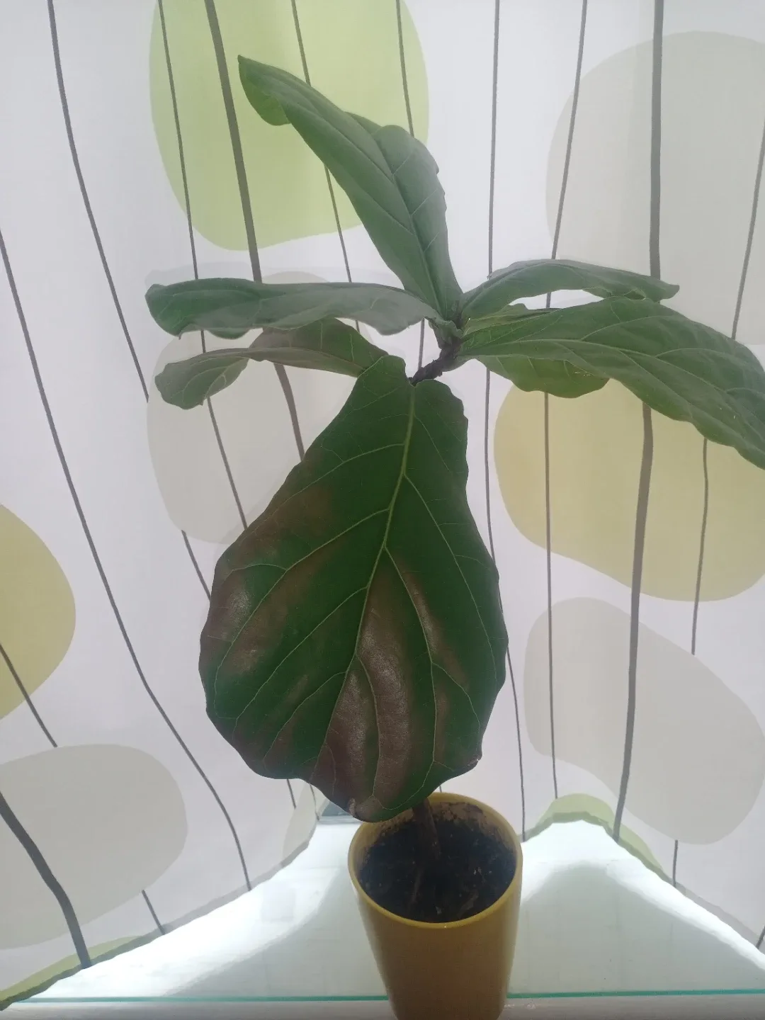 Fiddle Leaf Fig Tree in Yellow Pot